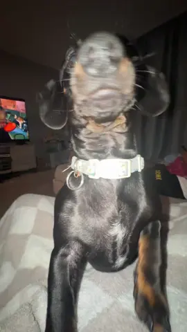 this is actually his inner dialogue #dogparent #pettraining #RomanSeries 
