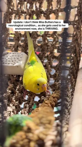 Miss butters update 🙏 she is just thriving. The first week was rough, but I’m realizing she is younger than I thought when we first found her. I believe she’s going through her first molt!! And her perching skills have improved significantly. She responds sooo well to hearing my voice- always cleans herself and stretches her wings. I just love her and am so grateful she found her way to us. 💜 #parakeet #missbutters #lemondrop 