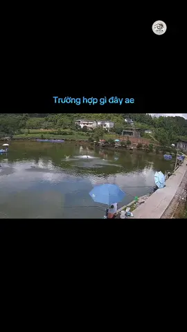 Cá bạo loạn hay là ae cần thủ đã bị thêm vào giỏ hàng của chủ hồ nhỉ 😁 #xuhuong #fishing #caucagiaitri #thinhhanh #demmecauca 