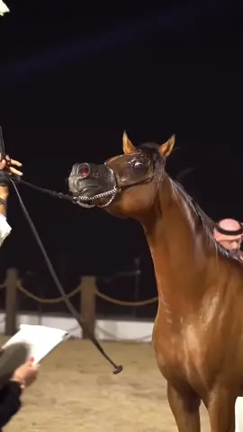 Kenzo Scah #equine #caballoarabe #pursangarabe #fyp #horses 