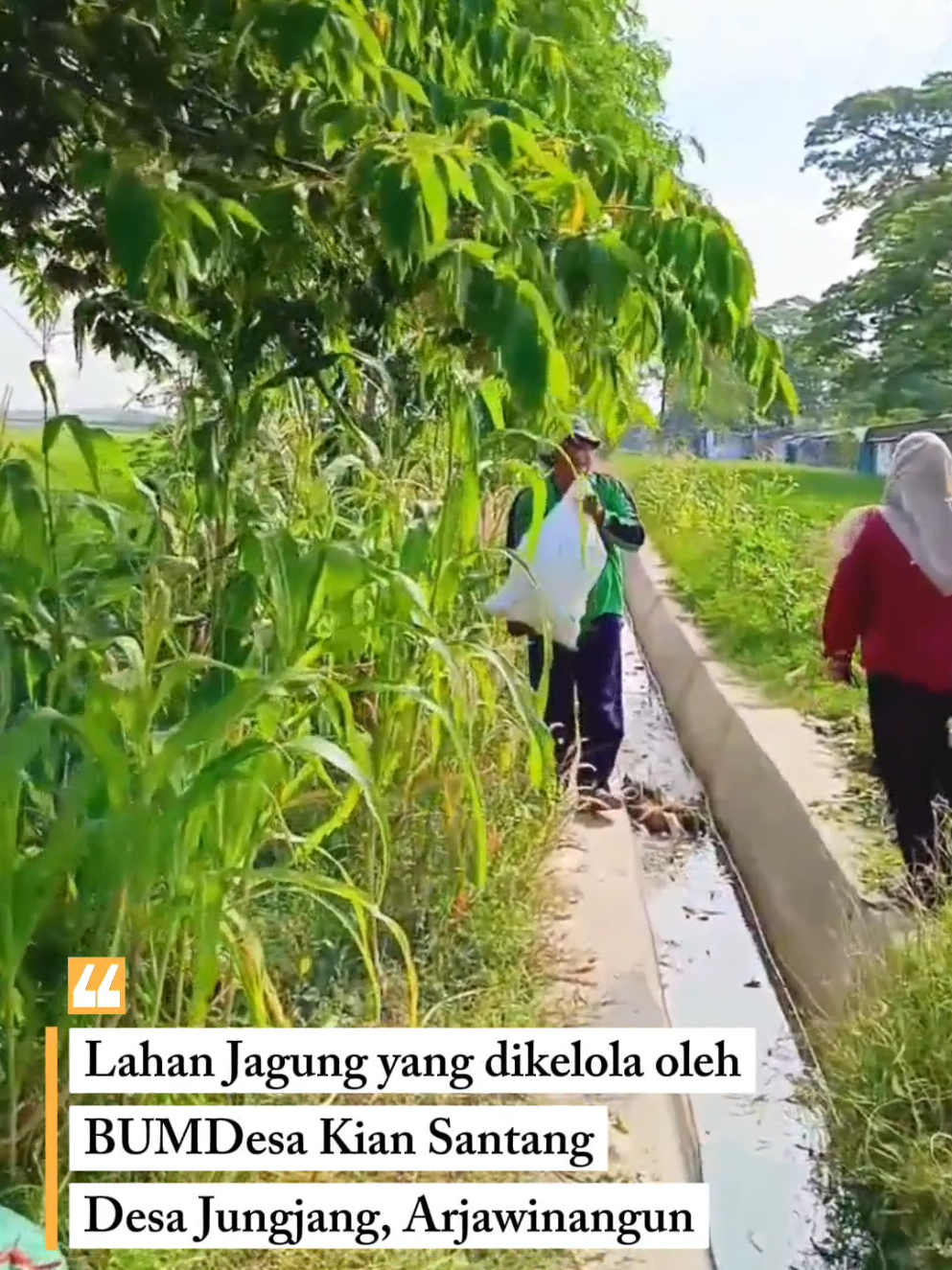 Lahan jagung yang dikelola oleh BUMDesa Kian Santang desa Jungjang Kecamatan Arjawinangun.  Salam Bumdesa👋👋 #bumdes #jungjang #fyp #fypviralシ 