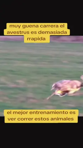 #muyguena#carreraelavestruses#demasiadarrspida#mascotascorriendo #elmayordelosranas🐸 