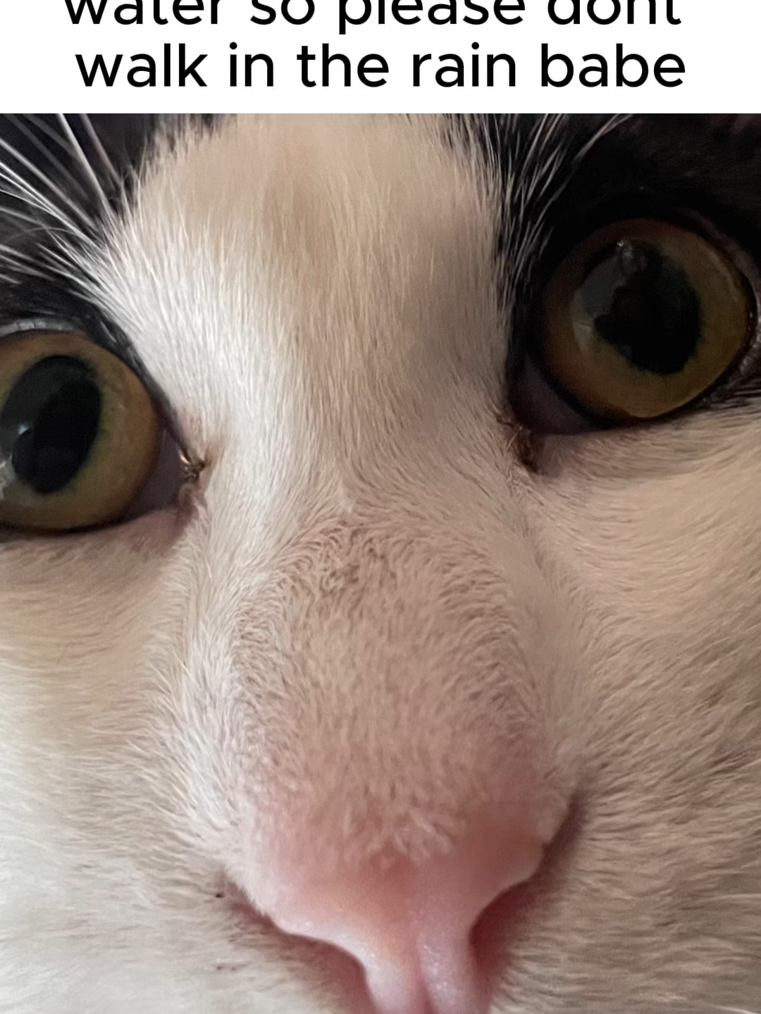 Follow for more Bari content #fyp #catlover #catsoftiktok #cattok #catlife