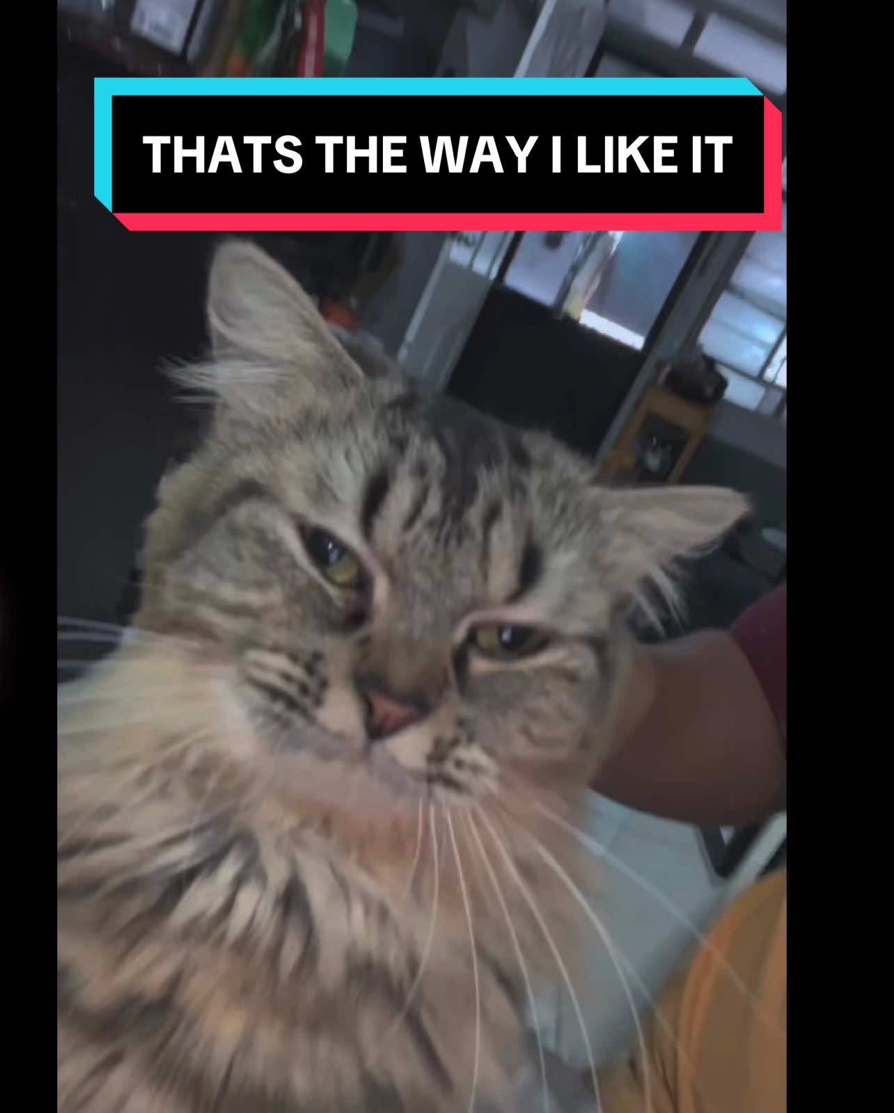 Cat says hello and like the vid!  #fyp #fypage #fypシ゚ #bigbike #bigbikephilippines 