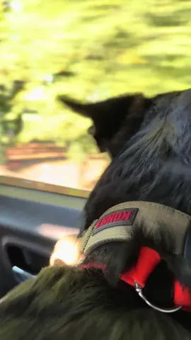 Nox learning he can put his head out the window 😂🫶 #noxthegsd #gsd #germanshepherdsoftiktok #germanshepherdpuppy #germanshepherd 