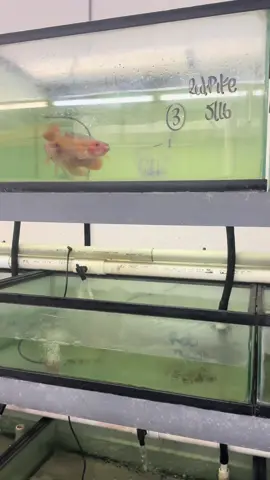 Feeding the jumbo Fire Red Pikes available on robsaquatics.com ! #fishtank #aquarium #pike #snakehead #florida 
