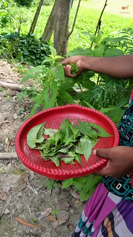 🌿✨🍚 ভাতের সেরা সঙ্গী: মোরগ জবা পাতার ভর্তা 🌿✨🍚#creatorsearchinsights #DeshiVorta #HealthyEating #TraditionalTaste #GrameenRanna@Asraful’s Recipe World 