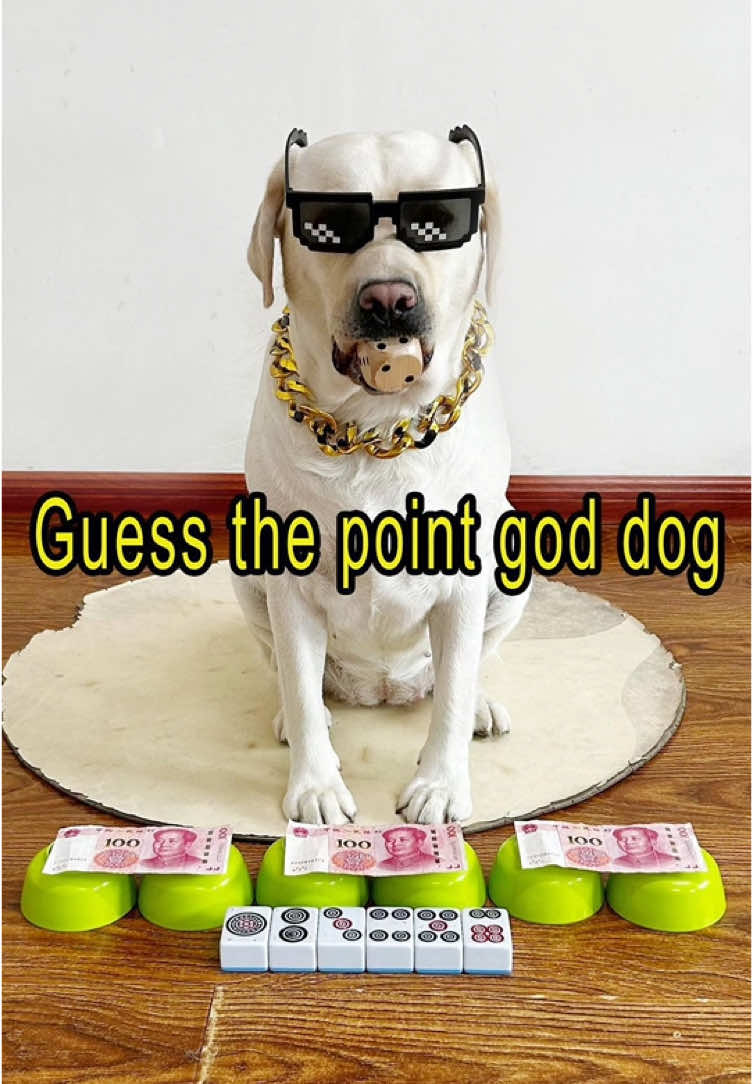 This dog is too good at guessing the number of points !#petslife #petparents #mansbestfriend #foryoupate #dogsofinstagram #dogstagram #doglife #Labrado #doglover #dog #pets #funnyvideo