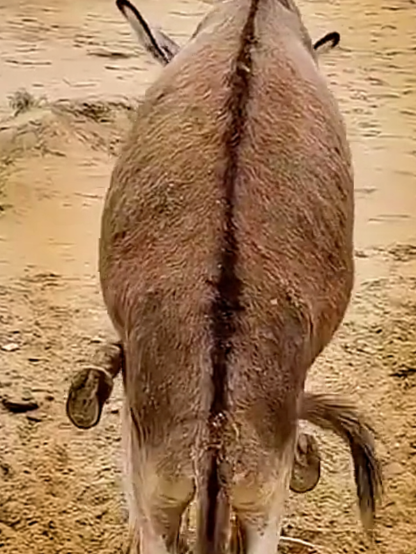 #horsedonkey #donkey #horsematirelgirl #viralditiktok 