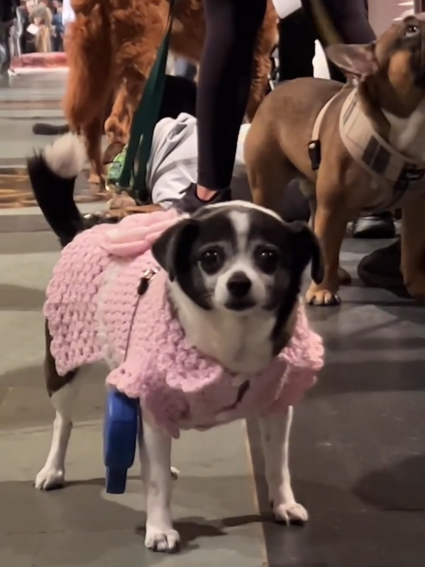 #trending #animallover #dogsoftiktok #fyp #viral 
