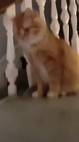 meng 😼 #catsoftiktok #cat #cats #catlover #catwalk 