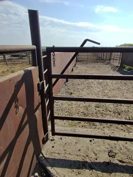 Gotta be sneaky with those meaner girls #cow #fyp #cowboy #calving #cattle