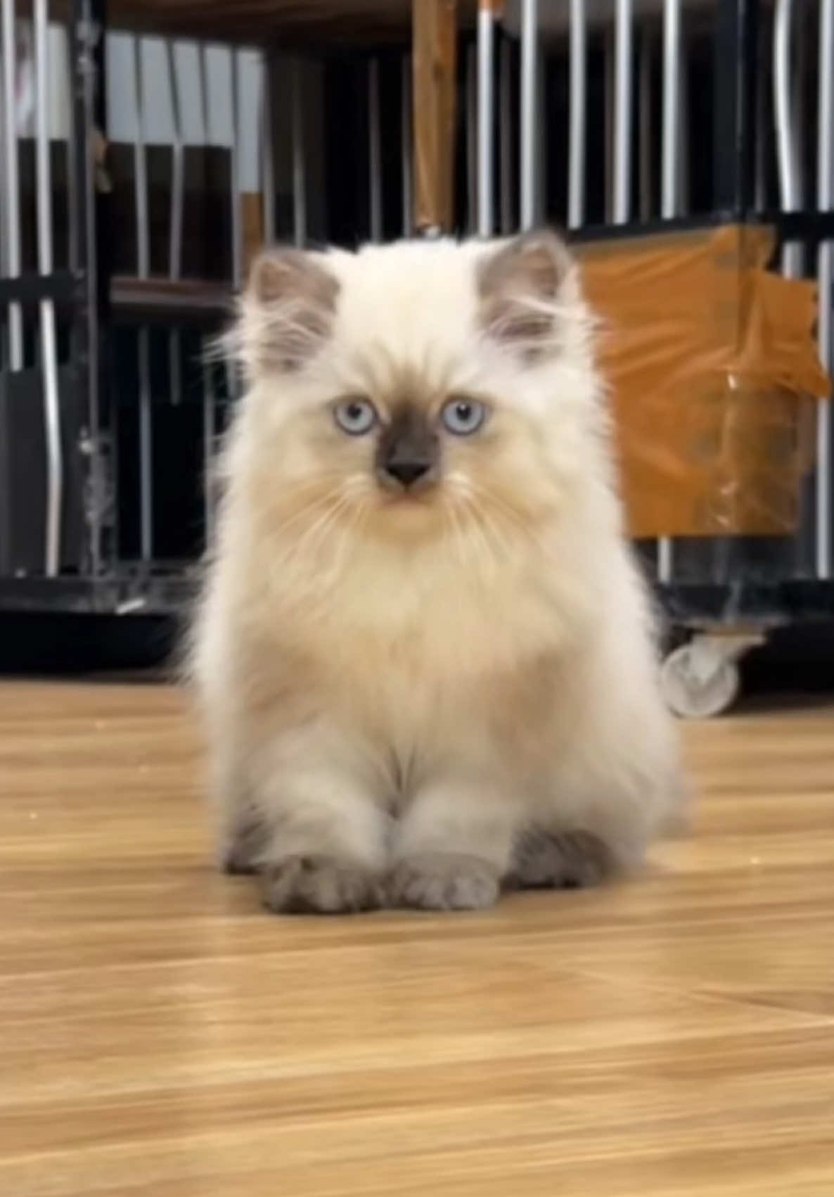 Himalaya Super Muka Cemong #cathousetangerang #Kucingtangerangselatan  #Adopsikucingtangerang #kucingtangerang #irewcathouse 