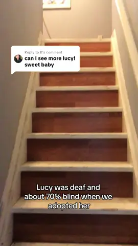 Replying to @B she’s an angel #blinddogsoftiktok #deafdogsoftiktok #lucy #chaos #fyp 