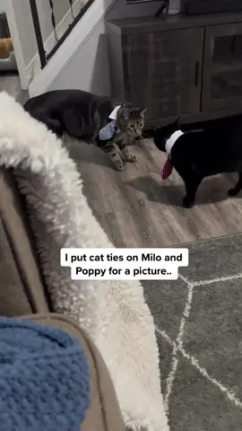Beckham had to try to ease the tension 😂  #foryou #foryoupage #lol #comedy #cats 