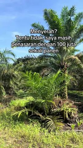 #pejuangtbm #sawit #bosmuda #tongkattol #fyp 