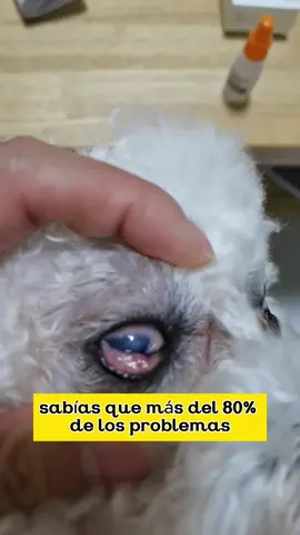 #puppy #pet #dogsofttiktok #tiktokshopbacktoschool #dogsoftiktok #dog 