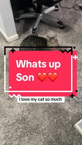 I love my Cat  #cat #fyf #cutecatvideos 
