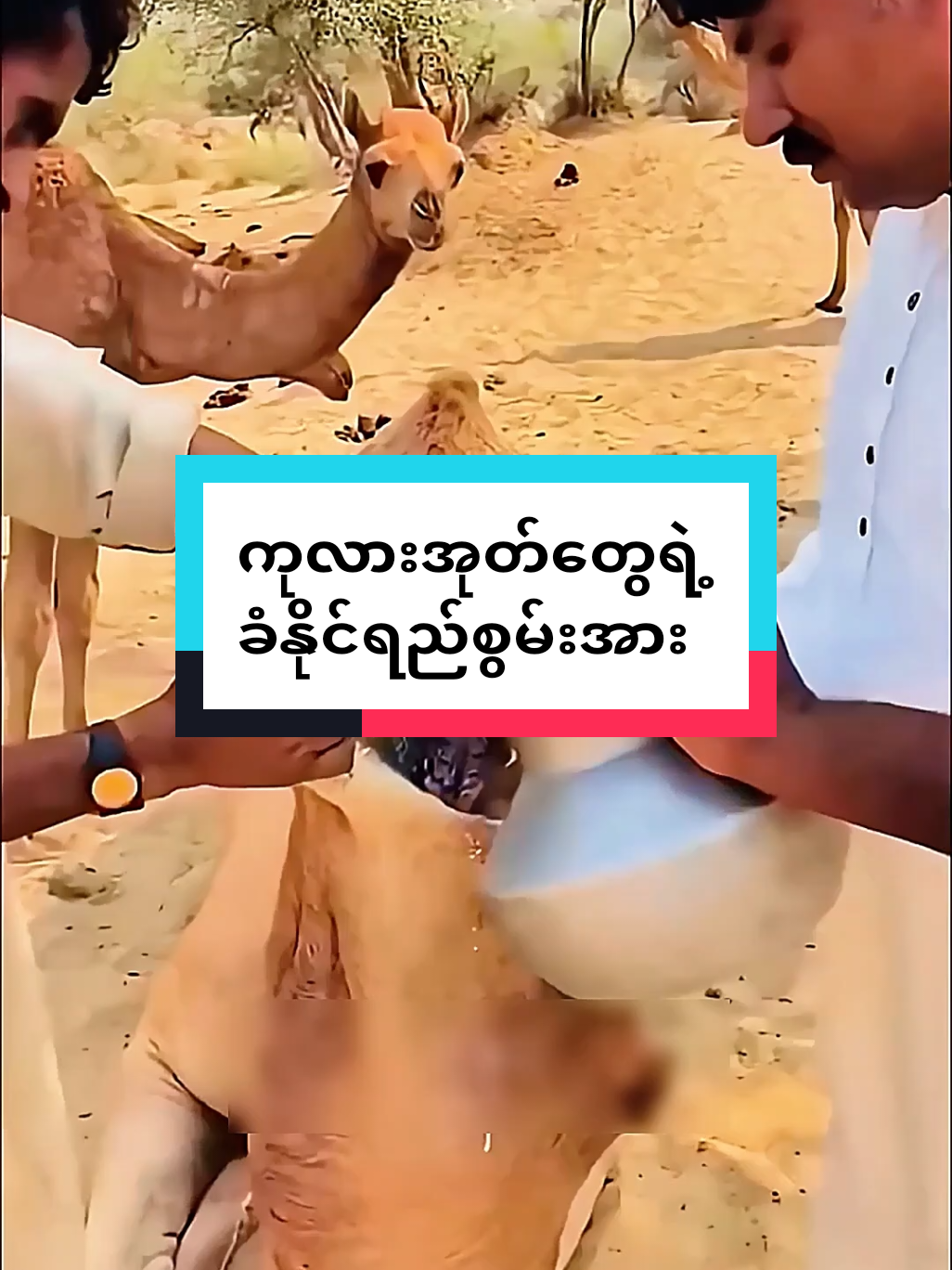 သဲကန္တာရထဲက ကုလားကုတ်တွေရဲ့  အံ့ဖွယ်ရာ ခံနိုင်ရည်စွမ်းအား #thinkmyanmar  #Desert  #Survival  #Nature  #Animals 