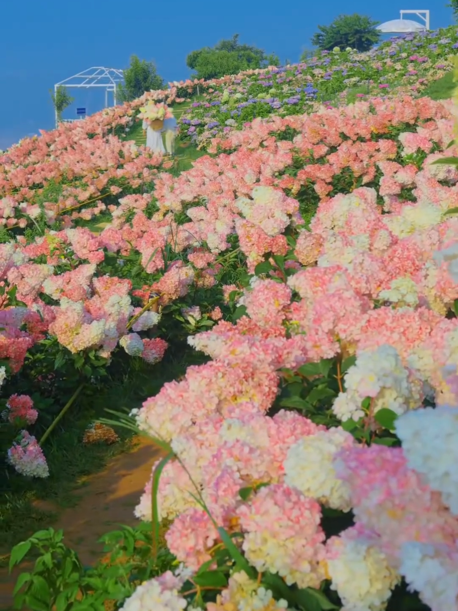 🪻🌷💐Cánh đồng hoa Cẩm Tú Cầu ở Vân Nam, Trung Quốc.  🥿⏳️🕟🪻Thời điểm đẹp nhất để ngắm hoa Cẩm Tú Cầu ở Vân Nam là từ tháng 6 đến tháng 7 hàng năm, đặc biệt là ở khu vực Đại Lý. Hoa cẩm tú cầu ưa môi trường ẩm và mát mẻ, thường nở rộ vào khoảng thời gian này trong năm. Theo dõi Kênh của Dế Mèn Travel để cập nhật và khám phá thêm nhiều Tour quốc tế bạn nhé.🌹🥰 #trungquoc #camtucau #dulichtrungquoc #vannam #daily 