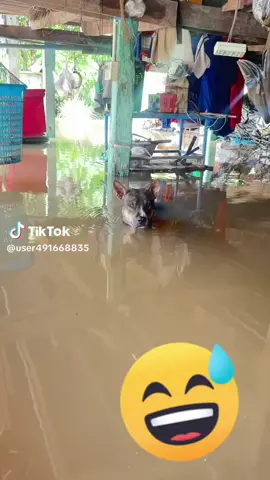 Trời ơi là trời... mày để cho nhà ngập nước như vậy hả Sen ? 😁😁😁😁 #haihuoc #cho #dog #pet 
