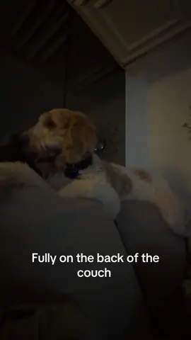 Can you tell he was raised around 3 cats? 