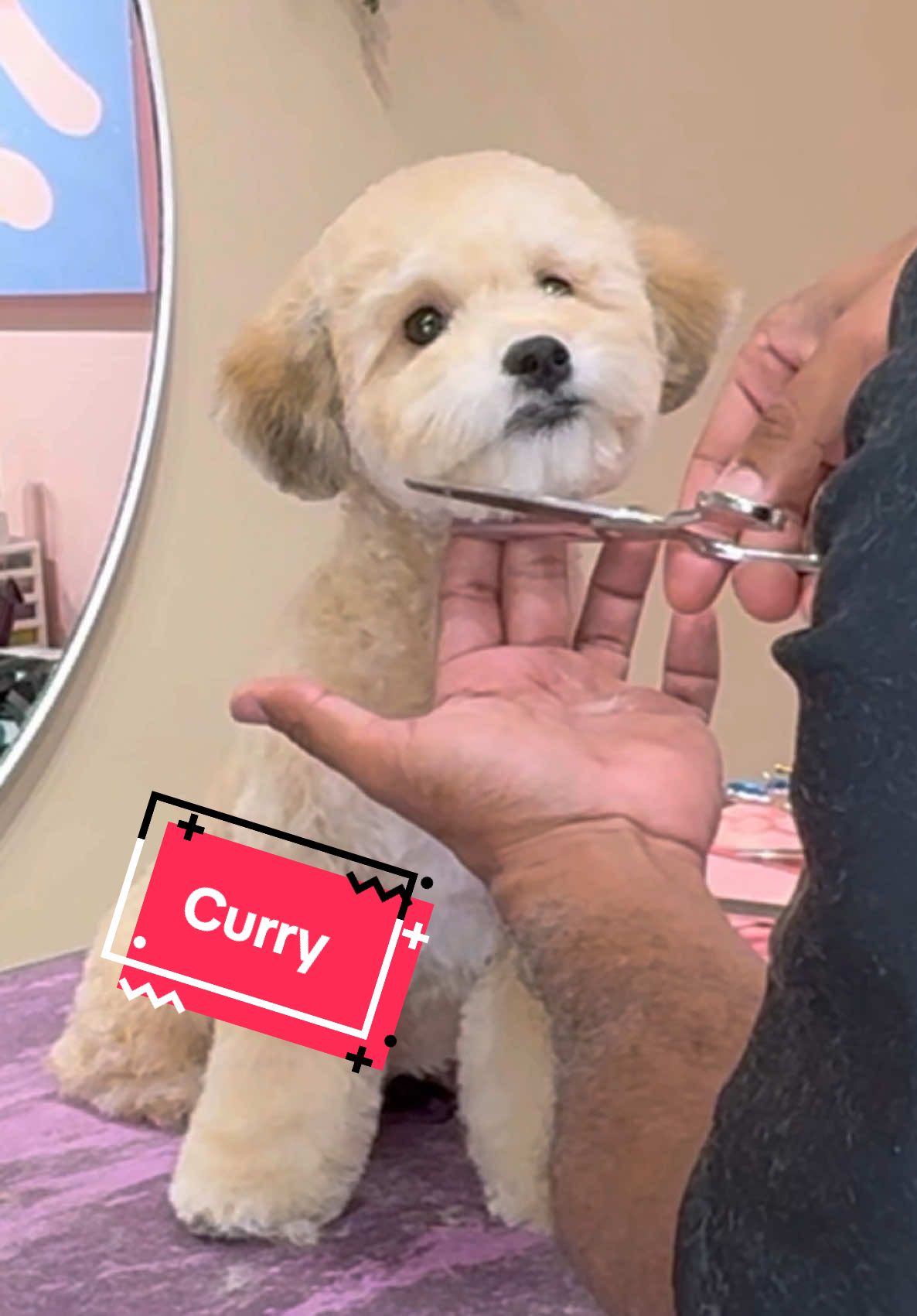 He gives golden retriever bf vibes #cutedog #puppy