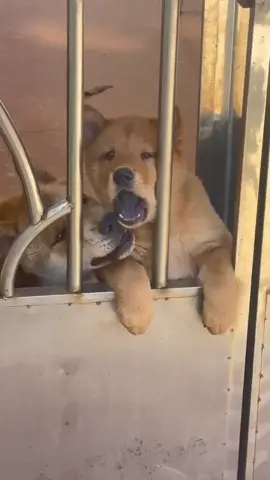 #dog #dogs #fyp #tiktok 