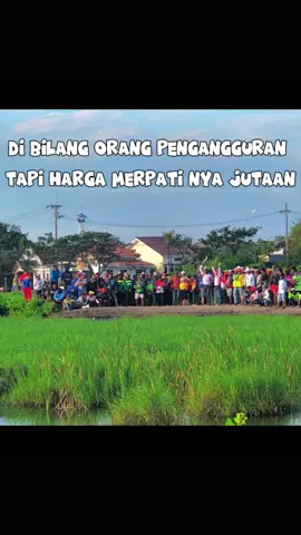 terserah orang bilang apa😼#merpatibalapsprintindonesia #merpatibalapsprint #ppmbsi #ppmbsiindonesia #merpatibalapindonesia 