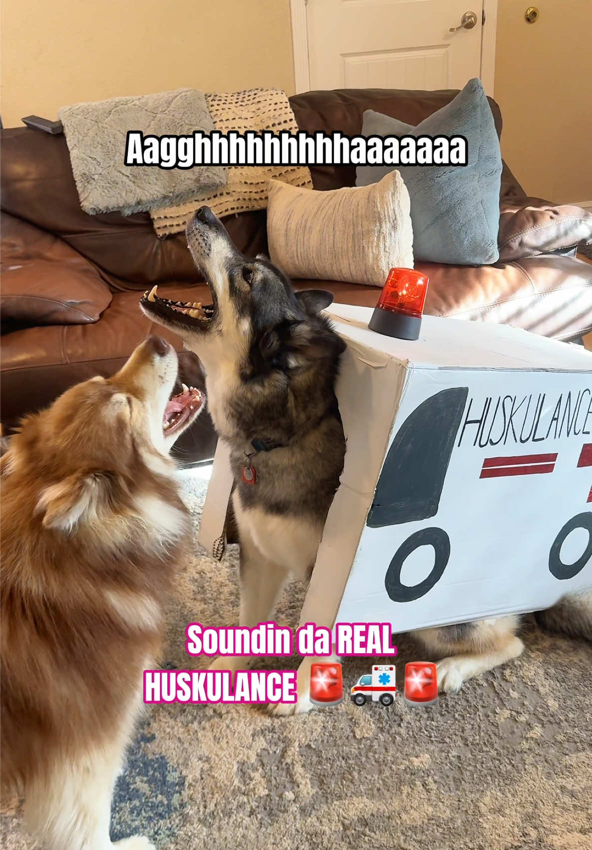 I Farked Up 💀 I Put This On The Wrong Dawg 🚑🚨 #dogsoftiktok #funnydogs #dogs #dogmom #halloween 