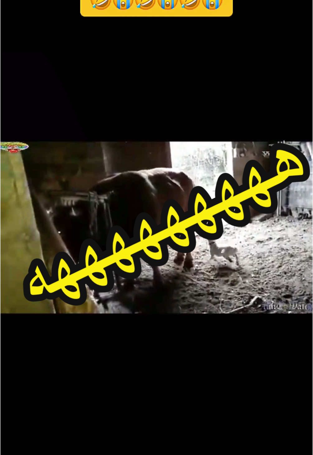 ثور يرفس كلب #مشاهدات_تيك_توك 