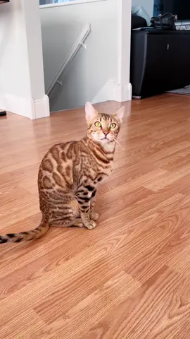 I’m the BOSS!! 😼😻 #bengalsembrace #bengalcats #bengalcat #boss #catmom 