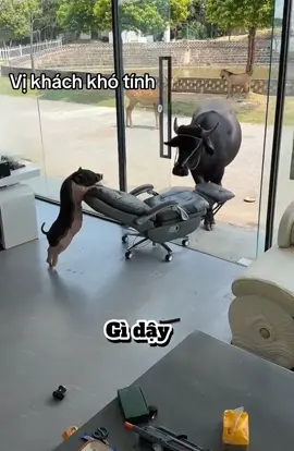 Mới nói có tiếng #pet#viralvideo 