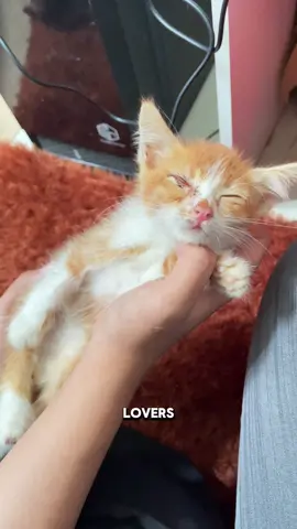 Doain ucil cepat sembuh ya cat lover semuanya 🤗 #fyp #kucingtiktok #kitten 