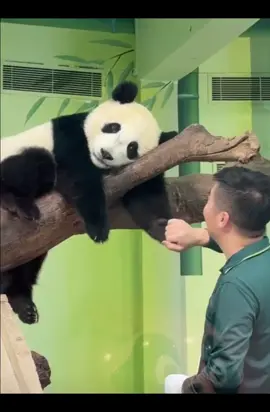 #độngvật #gấutrúc #panda 