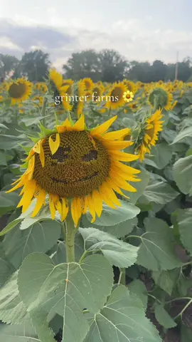 📍 Grinter Farms -24050 Stillwell Rd, Lawrence, KS 66044 🌻 Just 40 minutes from Kansas City, you have to check out Grinter’s Sunflower Farm in Leavenworth County this fall! 🌻 It’s become a true phenomenon—while most sunflower fields in Kansas are out west, the Grinter family opens their beautiful fields right here in the eastern part of the state for the public to enjoy. 💛 Thousands come every year for that perfect sunflower photo, and even professional photographers book sessions here. 📸 🌞 The best time to visit is on a sunny day during golden hour—early morning after sunrise or just before sunset. The fields usually peak in late August to early September, and they’re at their best for about two weeks. 🍪 Don’t miss stopping by Sunflower General, their local bake shop, for delicious baked goods (the chocolate chip cookies are a must if they have them!). The shop is open daily for the first two weeks of the bloom, and weekends after that. 📍 Leavenworth County, KS – about 40 minutes from KC! Have you been to Grinter’s yet? 🌻👇 #GrintersSunflowerFarm #KansasCityDayTrips #KCeats #KCweekend #ExploreKansas