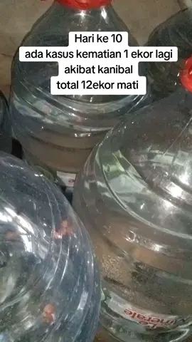hari ke 10 ada kasus kematian 1 ekor lagi akibat kanibalisme, jadi total 12ekor mati sampai saat ini #ikanlele #budidayaikanlele #lelefarm #lelekonsumsi #lele 