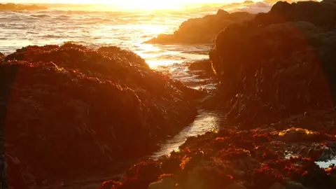 Spidey #california #tidepools #norcal #ocean #sunset 