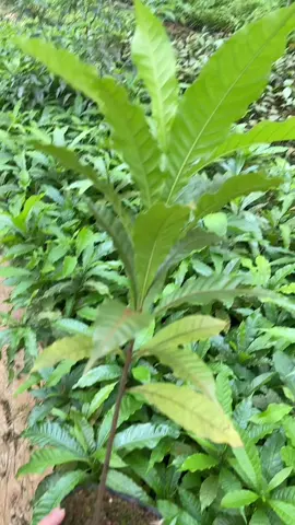 #vusuahoangkim 
