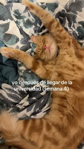 no dejan dormir . . . . .  #unmsm #gatos #universitylife #dormir 