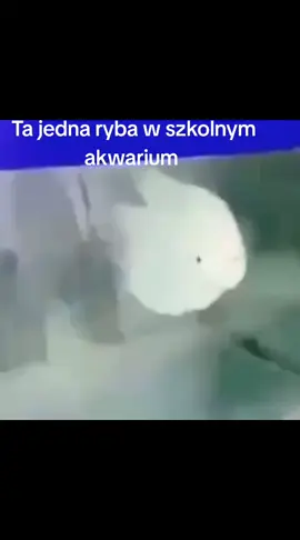 Nwm