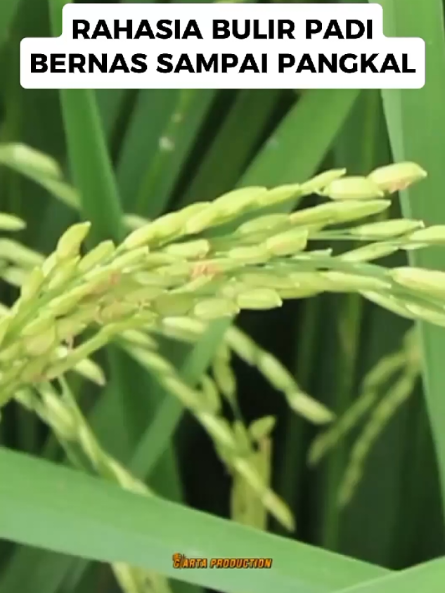 BULIR PADI BERNAS SAMPAI PANGKAL SETELAH PAKAI TRIK INI #trendingtiktok #trending #fyppppppppppppppppppppppp #fypシ゚ #petaniindonesia🇮🇩🇮🇩🇮🇩🌿🌿 