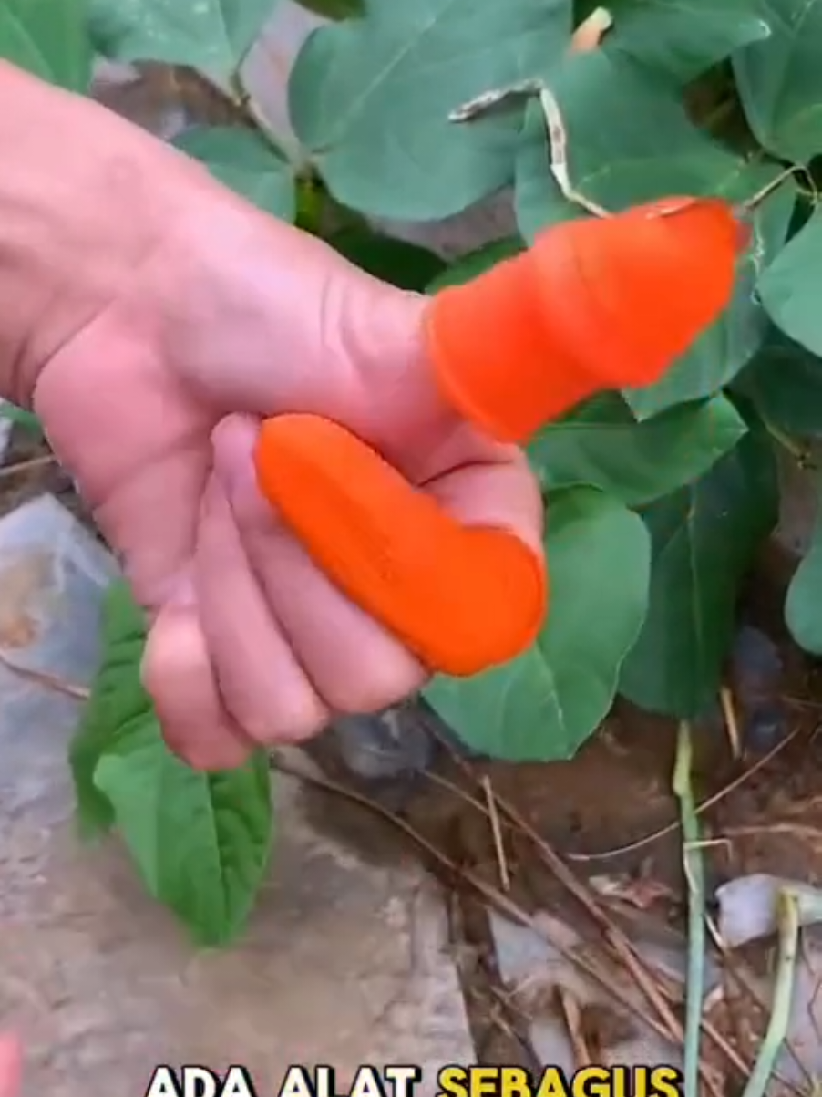 Sarung Jari 6 Pcs Cover Jempol Pisau Kupas/Pemotong/Mengupas Sayur Buah Dapur Sayuran Silikon. #petikbuah #berkebun #sarungjempol #petiksayur #fypシ゚viral 