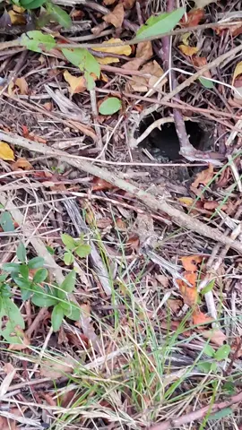 wasp nest on the morning route. #wasp #scandinavia #staffordshirebullterrier #hardstyle #risingsun 