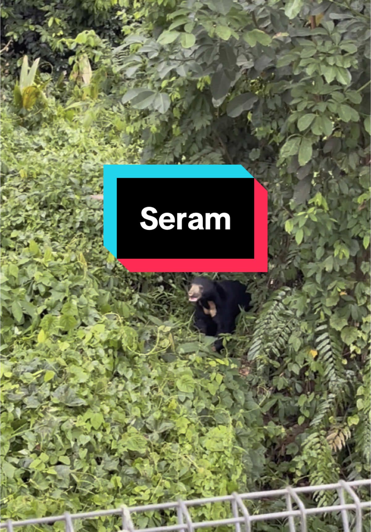 Naik bulu roma😦😦 #beruang #beruangmatahari #sunbear #sungaiterengganu #seram 