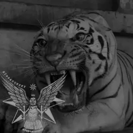 #кешфет👑💎olsa💊🎭де🙃🤞 #tutdubu🔱👑 #deyerlisiz📌⚡ #tutdala🖤 #partdadun🖤💸🔪 