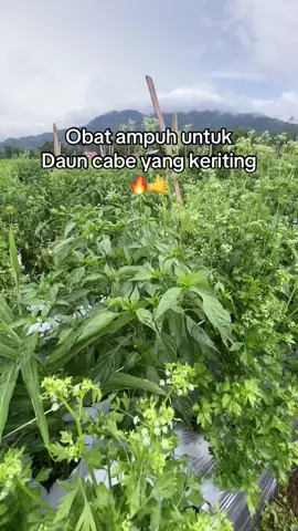 #petaniindonesia🇮🇩🇮🇩🇮🇩🌿🌿 #petanimuda #petani #petaniindonesia🇮🇩🇮🇩🇮🇩🌿🌿 