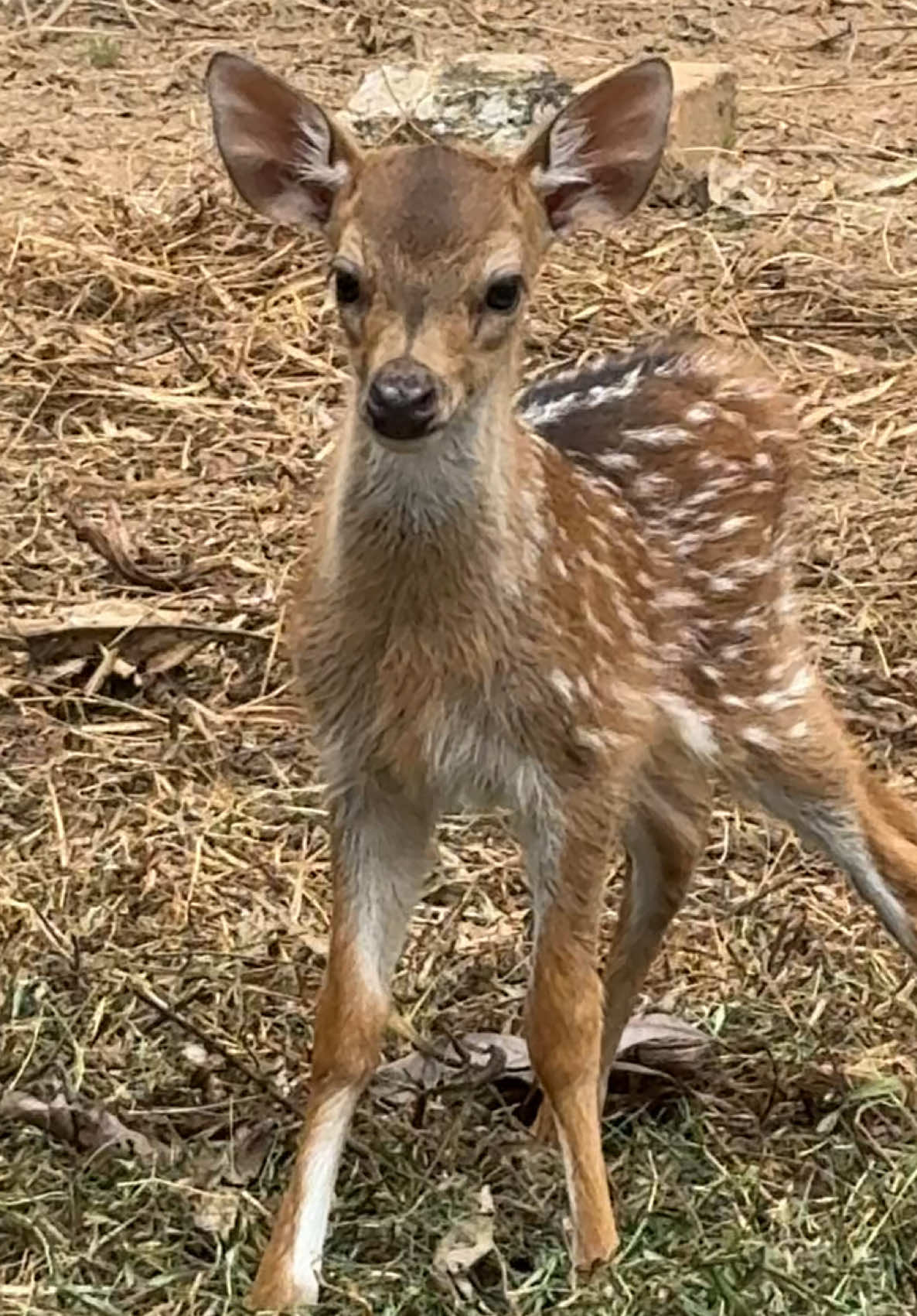 Alhamdulillah Wasyukurillah Desy Melahirkan Lagi 🦌🦌