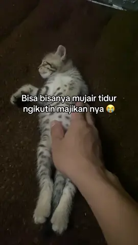 Dari sekian banyak cuma mujair ini yang kocak #meme #kucinglucu #kucingtiktok #cat 