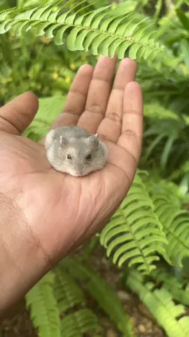 කාටද ඕනේ🫣🐹❤️ #fyp #foryou #viral #hamsters #srilanka_tik_tok🇱🇰 